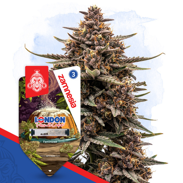 London Pound Cake (Zamnesia Seeds) Feminizowane