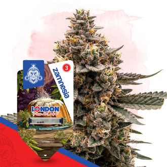 London Pound Cake Auto (Zamnesia Seeds) Nasiona feminizowane