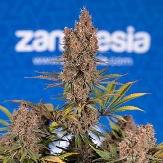 Black Runtz (Zamnesia Seeds) feminizowane
