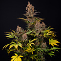 Black Runtz (Zamnesia Seeds) feminizowane