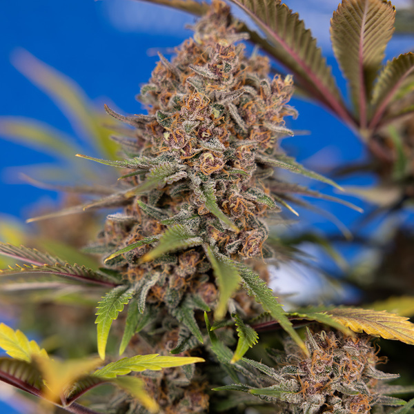 Black Runtz (Zamnesia Seeds) feminizowane