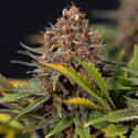Black Runtz (Zamnesia Seeds) feminizowane