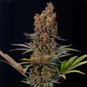 Black Runtz (Zamnesia Seeds) feminizowane