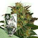 White Rhino Automat (Zamnesia Seeds) feminizowane