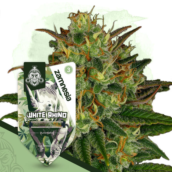 White Rhino Automat (Zamnesia Seeds) feminizowane