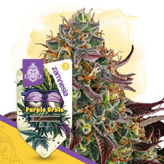 Purple Urkle (Zamnesia Seeds) nasiona marihuany feminizowane