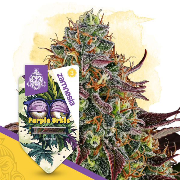 Purple Urkle (Zamnesia Seeds) nasiona marihuany feminizowane