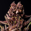 Purple Urkle (Zamnesia Seeds) nasiona marihuany feminizowane