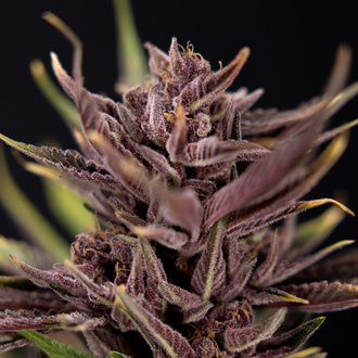 Purple Urkle (Zamnesia Seeds) nasiona marihuany feminizowane