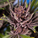 Purple Urkle (Zamnesia Seeds) nasiona marihuany feminizowane