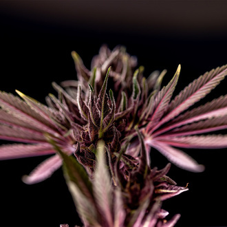 Purple Urkle (Zamnesia Seeds) nasiona marihuany feminizowane