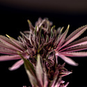 Purple Urkle (Zamnesia Seeds) nasiona marihuany feminizowane