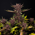 Purple Urkle (Zamnesia Seeds) nasiona marihuany feminizowane
