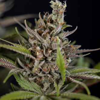 Purple Urkle (Zamnesia Seeds) nasiona marihuany feminizowane