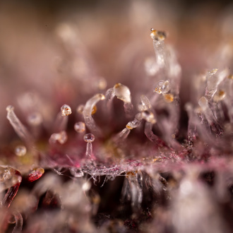 Purple Urkle (Zamnesia Seeds) nasiona marihuany feminizowane