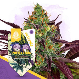 Purple Urkle Automat (Zamnesia Seeds) feminizowane
