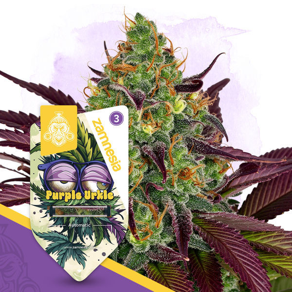 Purple Urkle Automat (Zamnesia Seeds) feminizowane