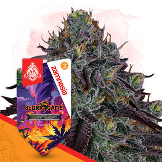 Slurricane (Zamnesia Seeds) feminizowane