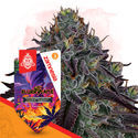 Slurricane (Zamnesia Seeds) feminizowane