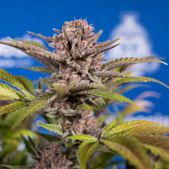 Slurricane (Zamnesia Seeds) feminizowane