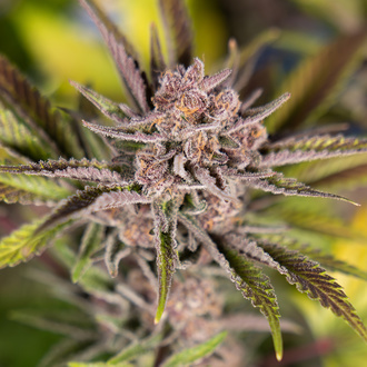 Slurricane (Zamnesia Seeds) feminizowane