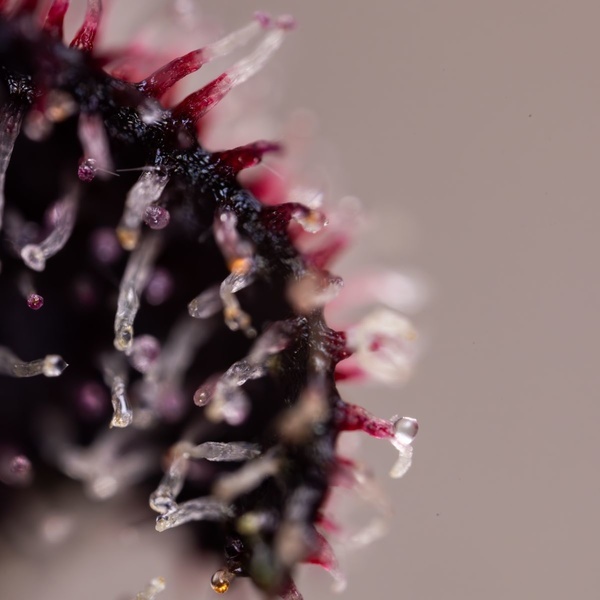 Slurricane (Zamnesia Seeds) feminizowane