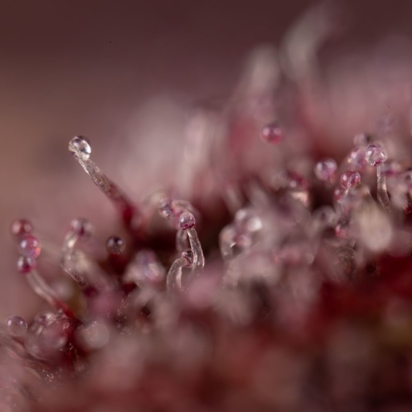 Slurricane (Zamnesia Seeds) feminizowane