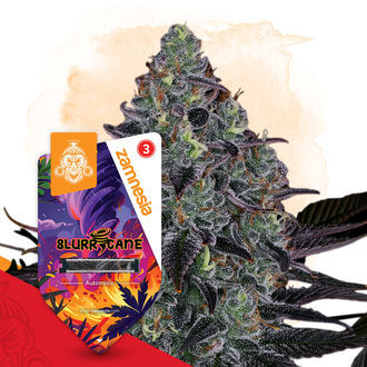 Slurricane Automat (Zamnesia Seeds) feminizowane