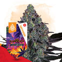 Slurricane Automat (Zamnesia Seeds) feminizowane