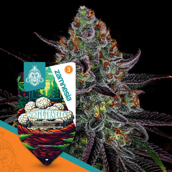 White Truffle (Zamnesia Seeds) feminizowane