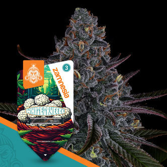 White Truffle Automat (Zamnesia Seeds) feminizowane