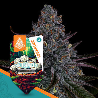 White Truffle Automat (Zamnesia Seeds) feminizowane