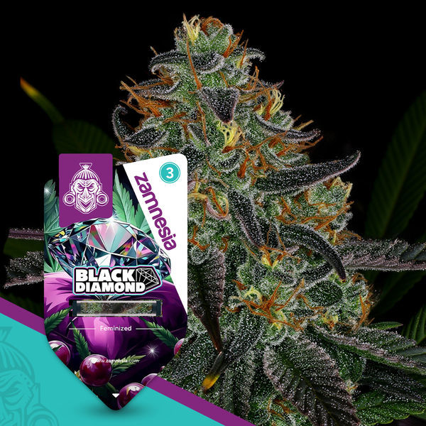 Black Diamond (Zamnesia Seeds) feminizowane