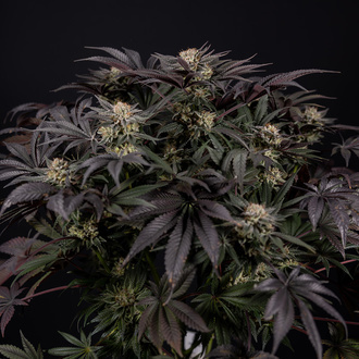 Black Diamond (Zamnesia Seeds) feminizowane