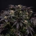 Black Diamond (Zamnesia Seeds) feminizowane