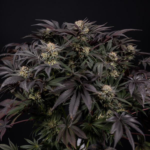 Black Diamond (Zamnesia Seeds) feminizowane