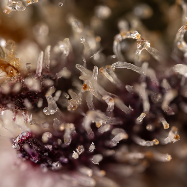 Black Diamond (Zamnesia Seeds) feminizowane