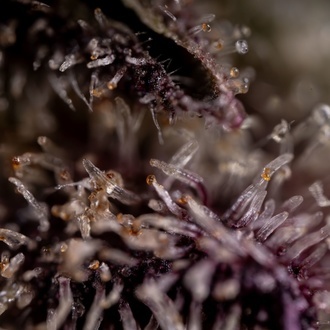 Black Diamond (Zamnesia Seeds) feminizowane