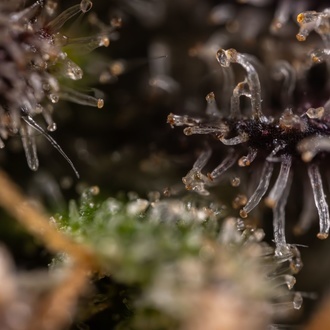 Black Diamond (Zamnesia Seeds) feminizowane