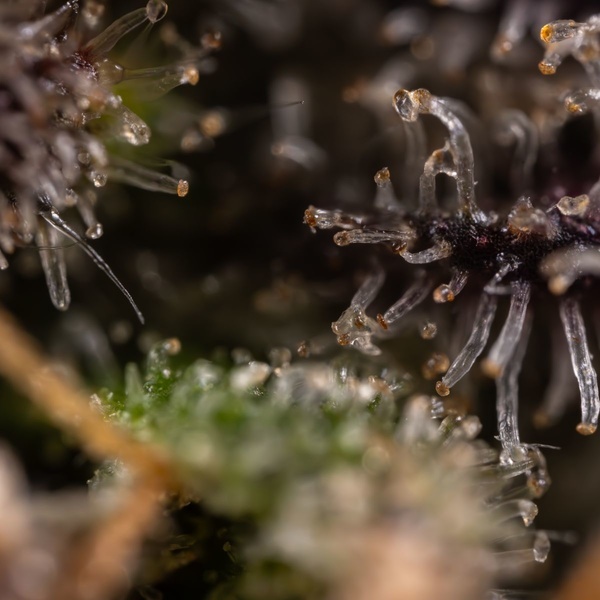 Black Diamond (Zamnesia Seeds) feminizowane