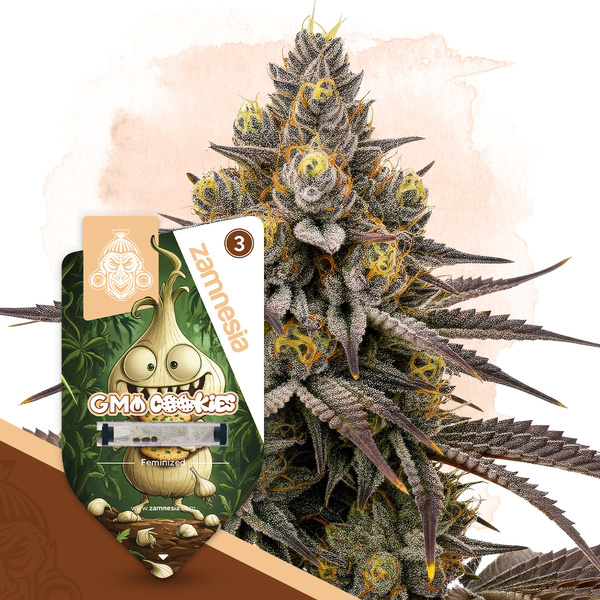 GMO Cookies (Zamnesia Seeds) feminizowane