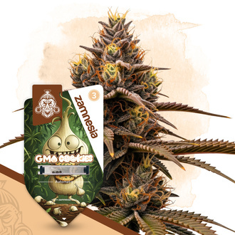 GMO Cookies Automat (Zamnesia Seeds) feminizowane