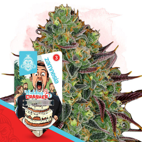 Wedding Crasher (Zamnesia Seeds) feminizowane