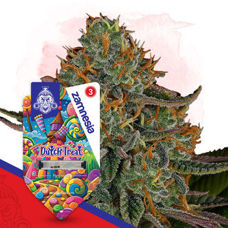 Dutch Treat (Zamnesia Seeds) Feminizowane