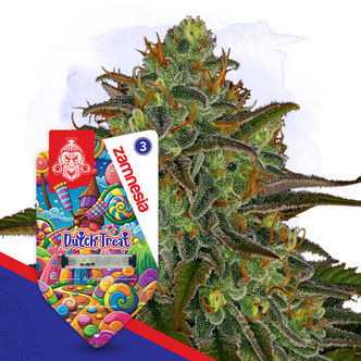 Dutch Treat Automatic (Zamnesia Seeds) feminizowane