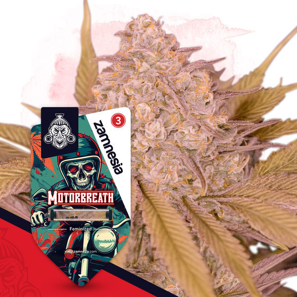 Motorbreath (Zamnesia Seeds) feminizowane