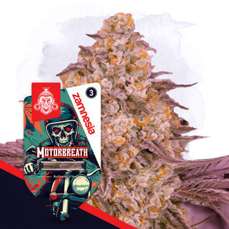 Motorbreath Automat (Zamnesia Seeds) feminizowane