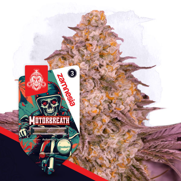 Motorbreath Automat (Zamnesia Seeds) feminizowane