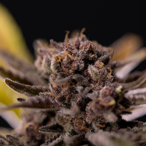 Rainbow Sherbet Automat (Zamnesia Seeds) feminizowane