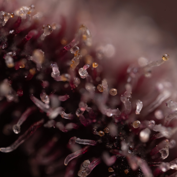 Rainbow Sherbet Automat (Zamnesia Seeds) feminizowane